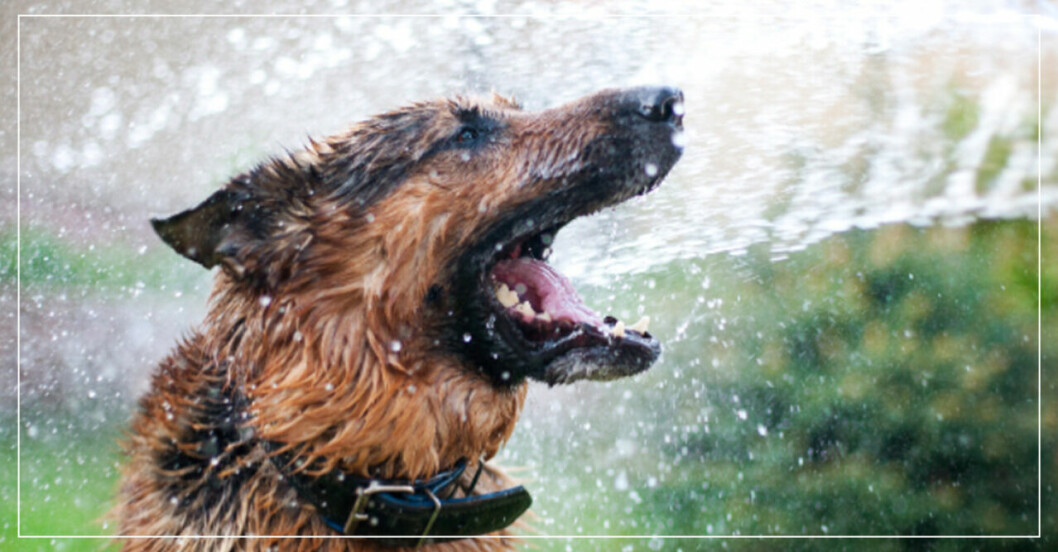 hund svalkas med vatten