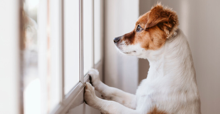Hälsofördelar med att leva med hund
