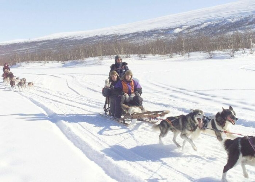 Hundspann i Kiruna.