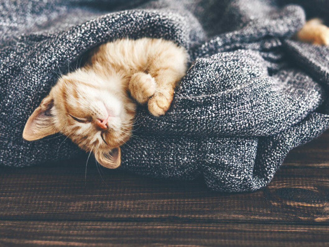 hur farsta katten