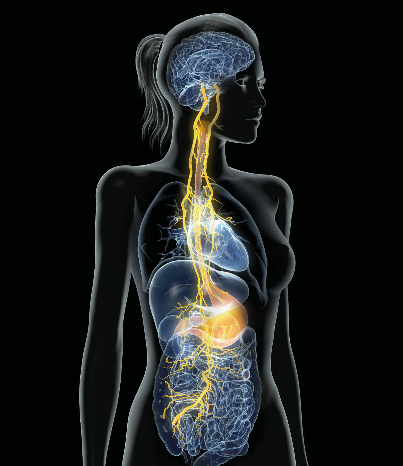 Anatomisk illustration över vagusnerven hos en kvinna