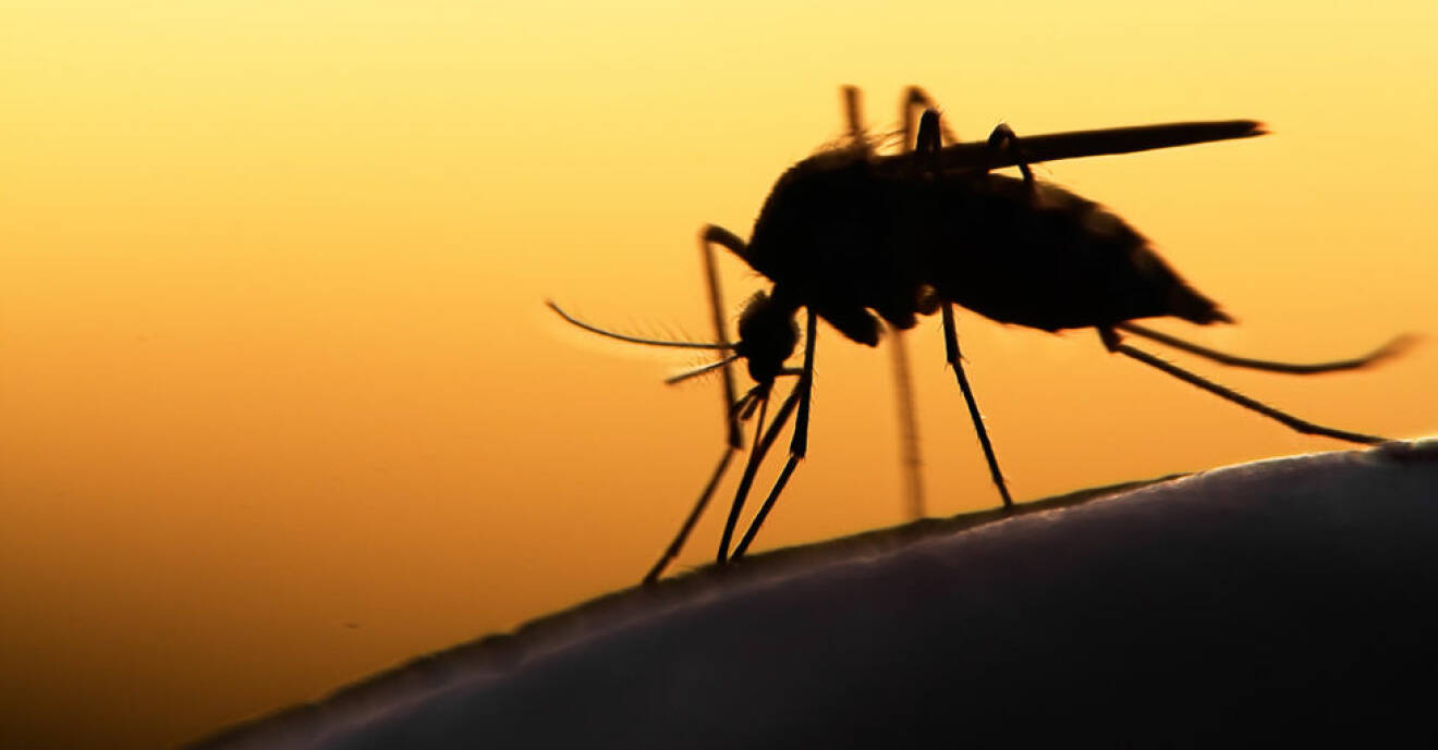 Slipp myggen hemma med en egen myggfälla!