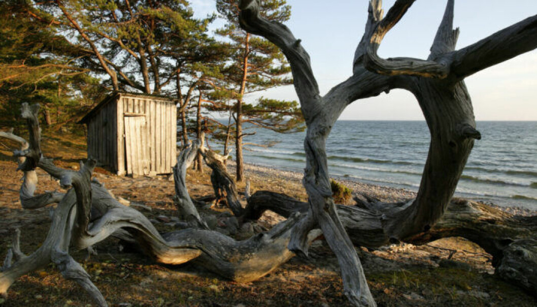 Åk till Trollskogen på Öland för att uppleva lite svensk naturmagi.