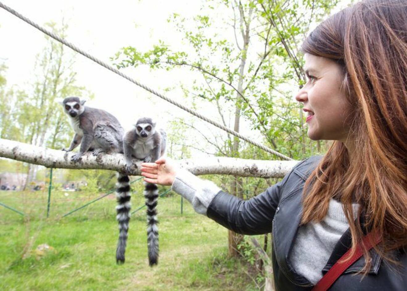 Lemurer Furuviksparken.