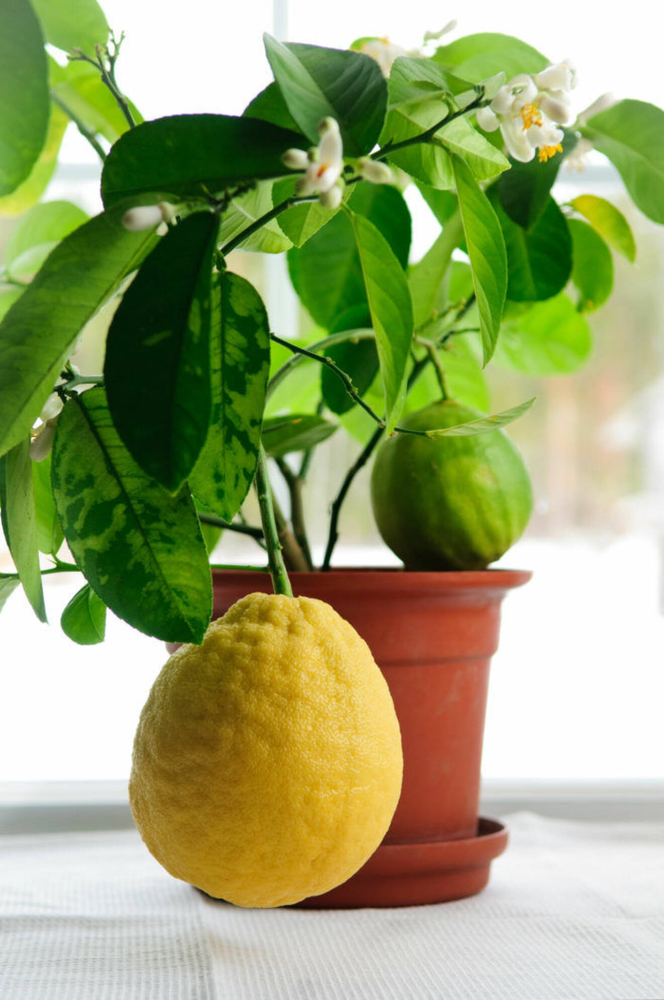 4 fruktträd att odla inomhus – och vad du bör veta