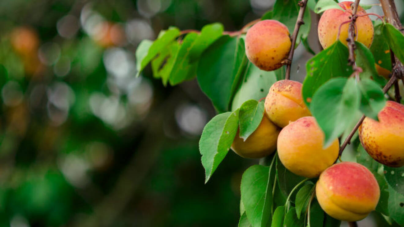 4 fruktträd att odla inomhus – och vad du bör veta