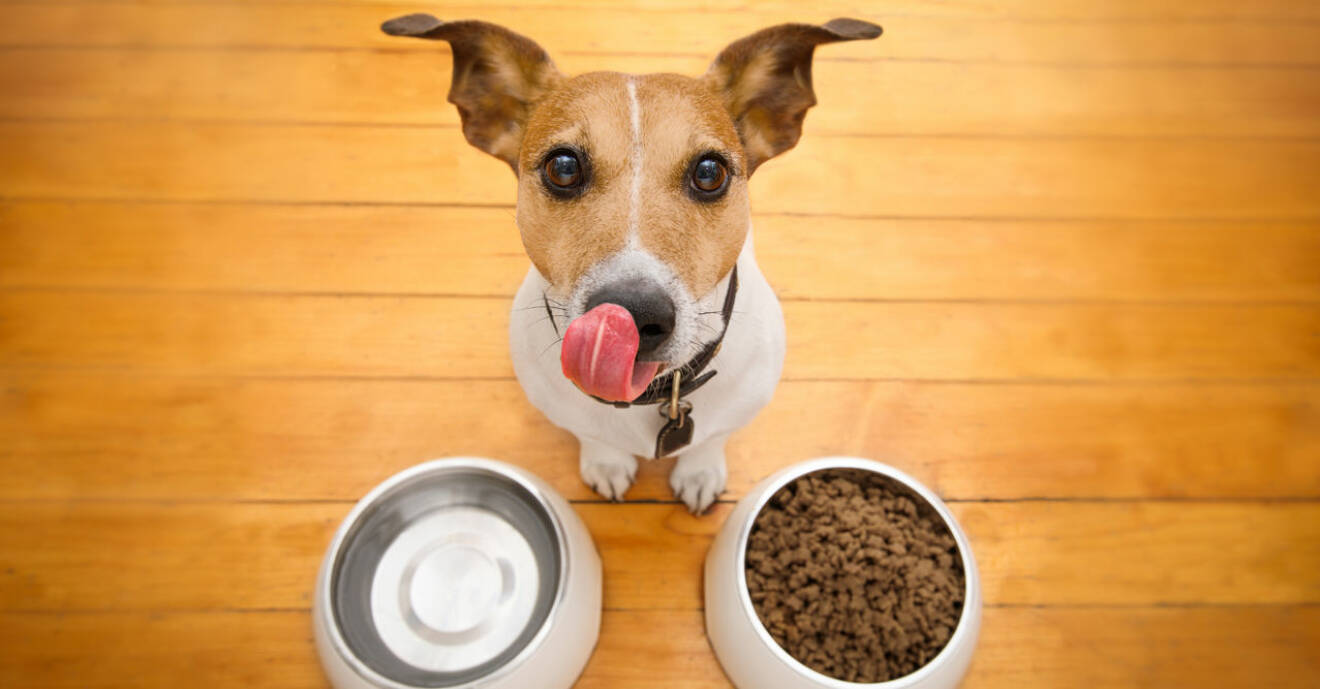 Kan människor äta hundmat? Ja, menar en forskare.
