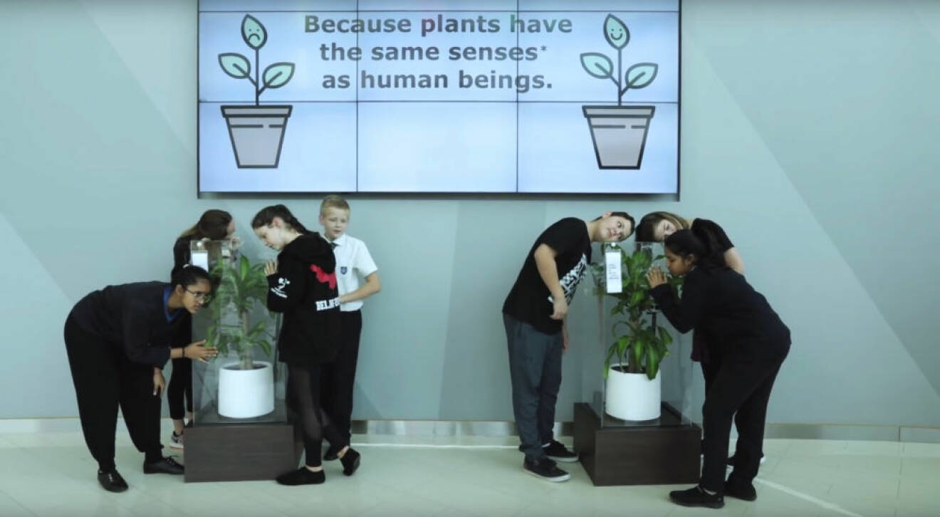 Ikea bad skolbarn mobba en växt i 30 dagar – se resultatet