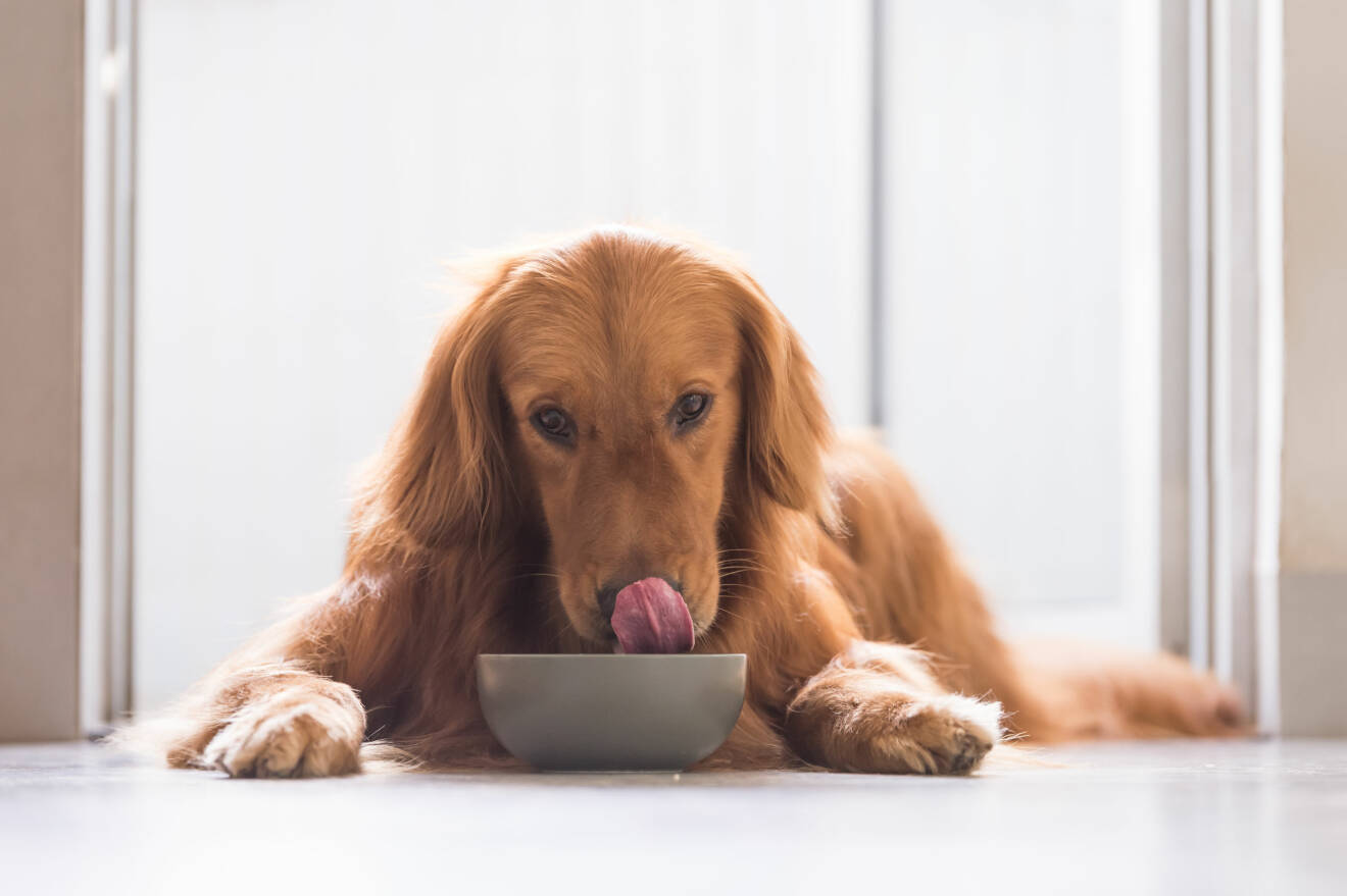 Hund som äter ur skål