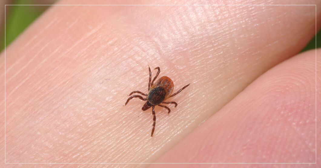 Fästingbett: Så behandlar du dem bäst enligt dermatologen | MåBra