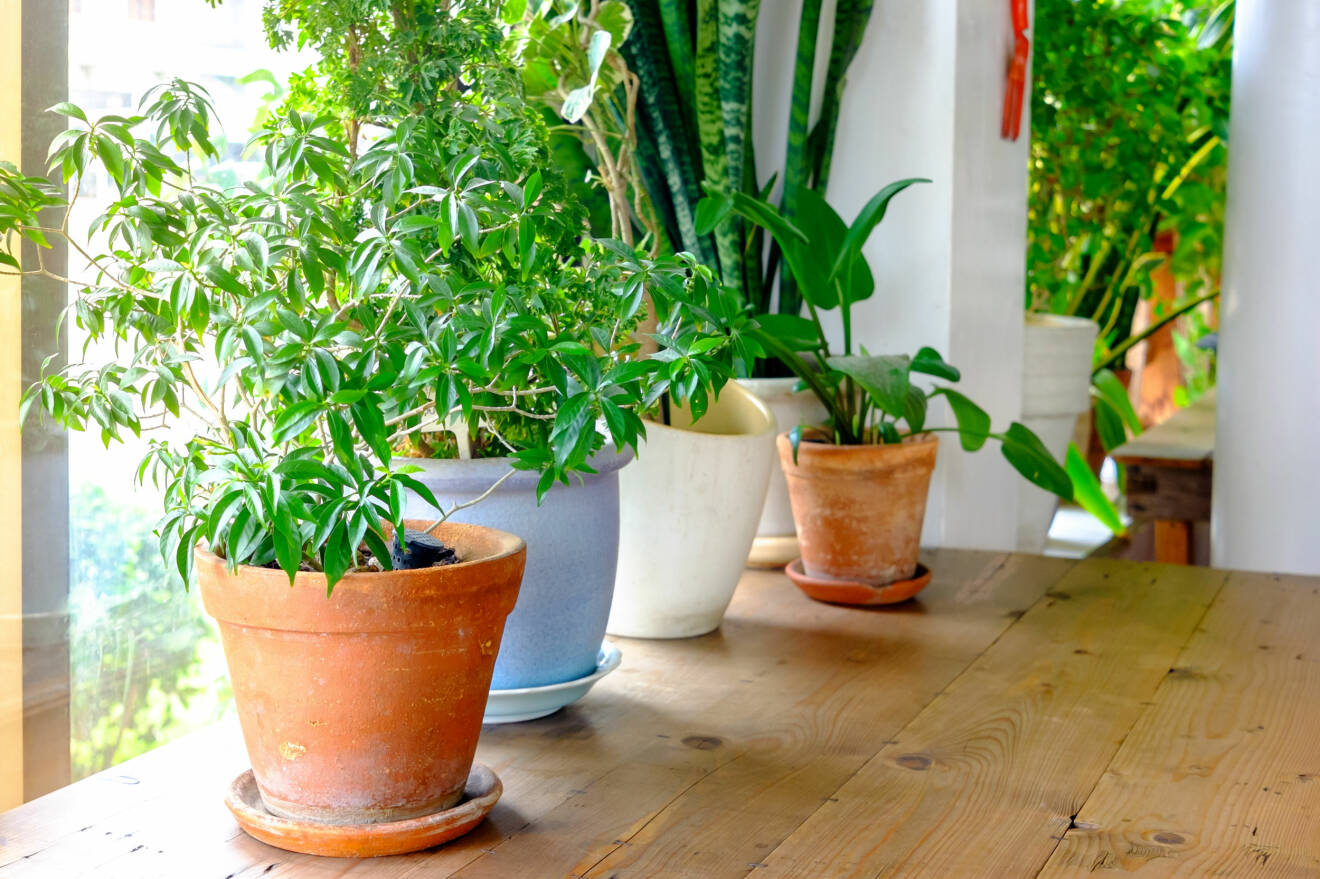 Växter stående på ett bord inomhus