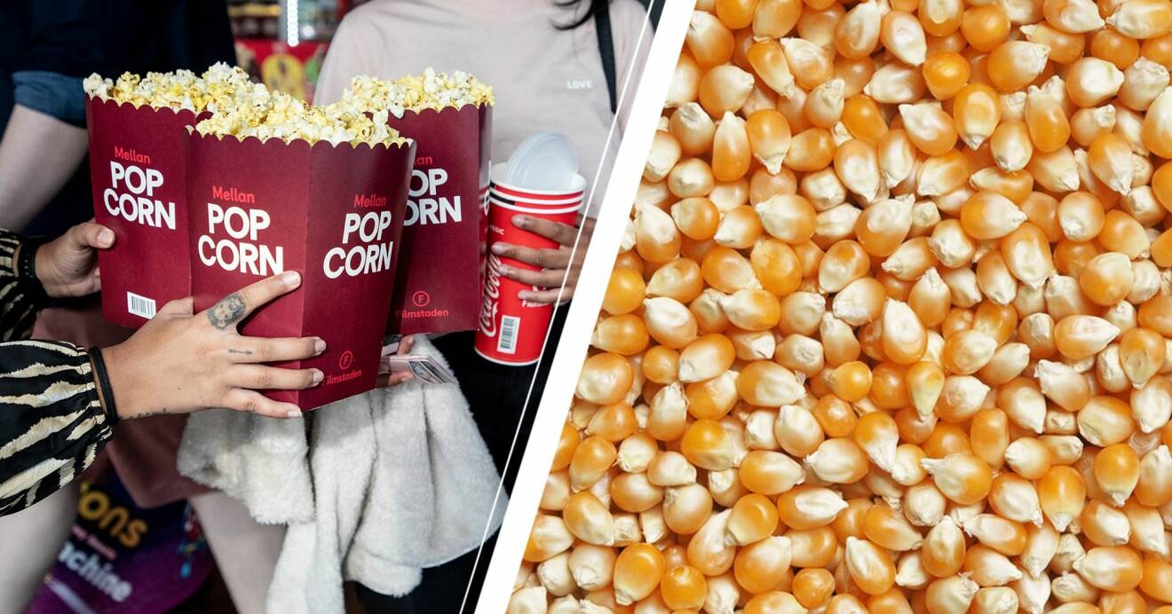 Bio popcorn och opoppade majskärnor