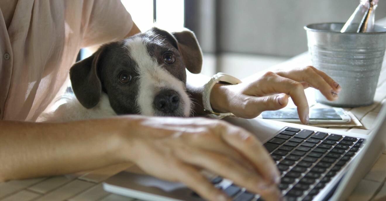 hund och tangentbord