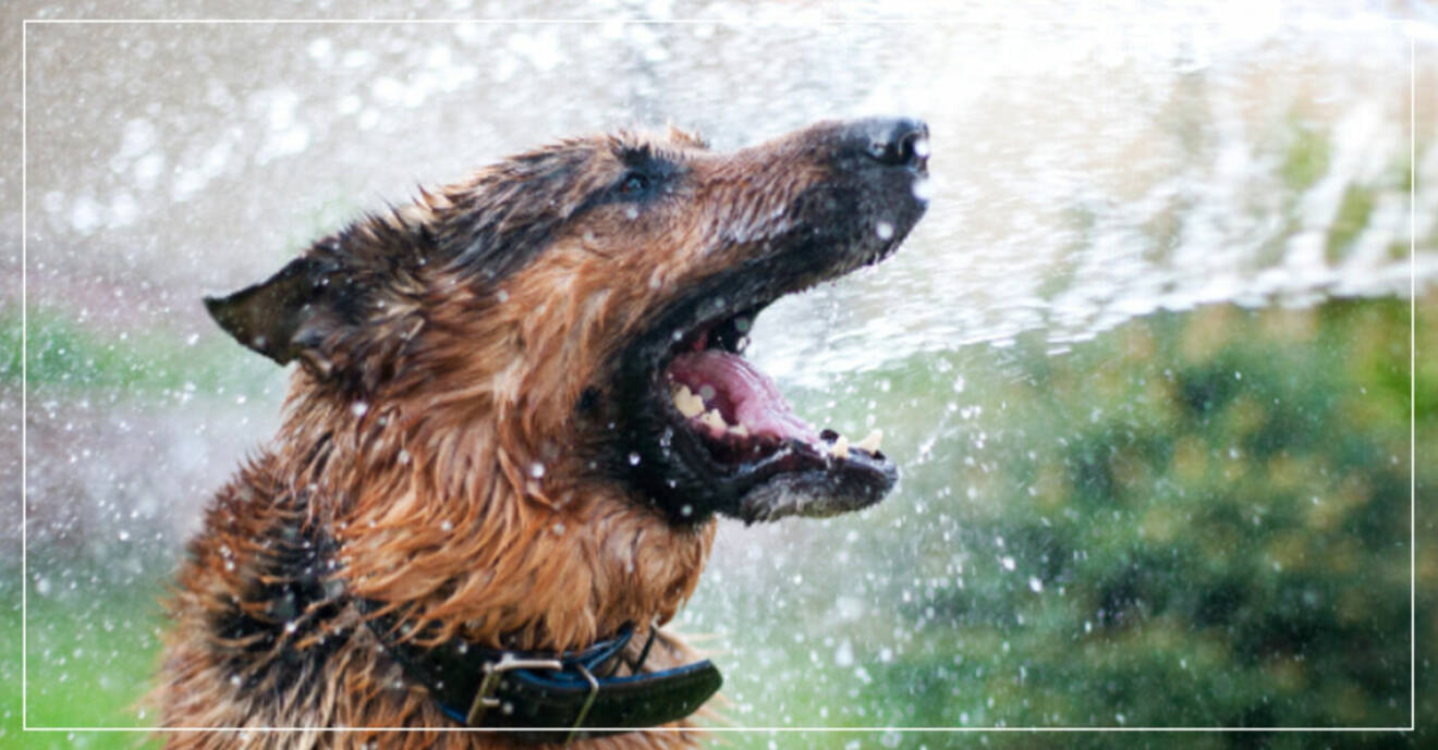 hund svalkas med vatten