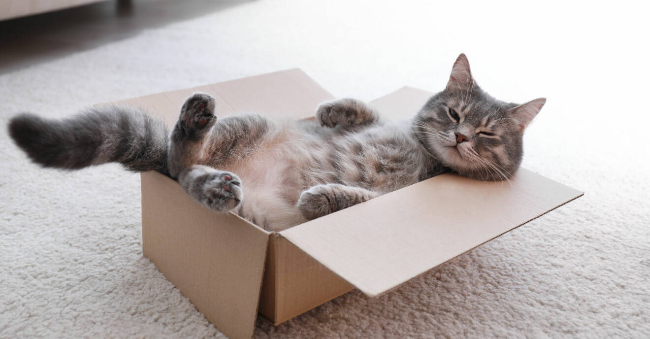 katt vilar i låda