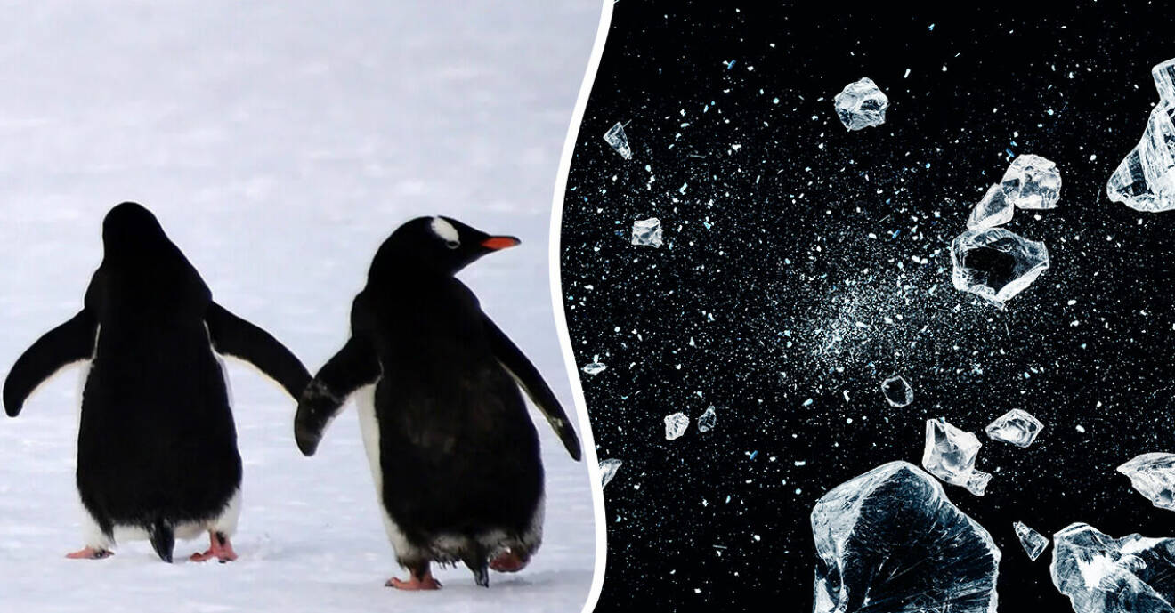 pingviner som går och is