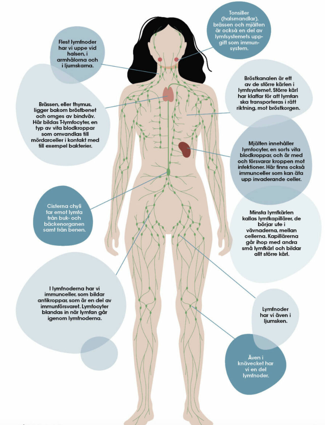 Illustration av lymfatiska systemet