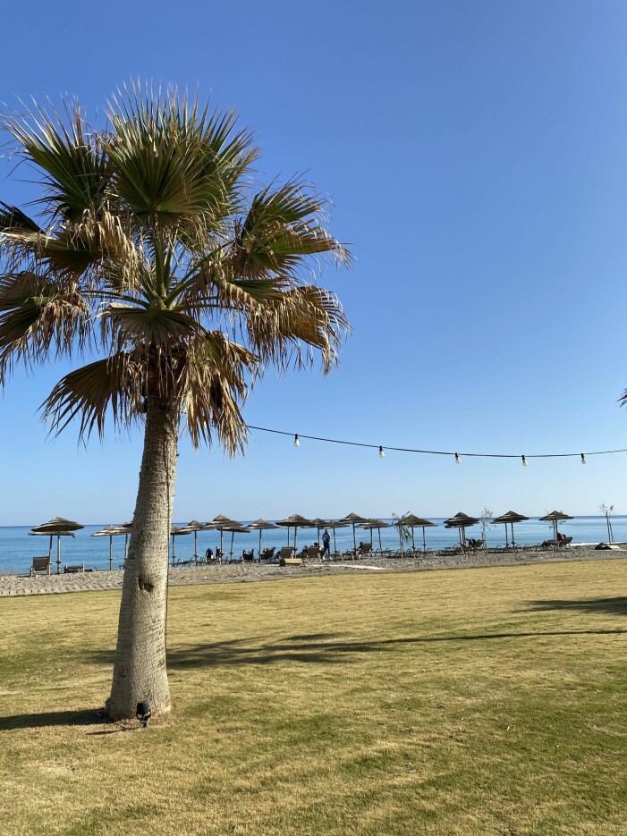 Underbart väder på fina Kreta! Palmer på Kreta