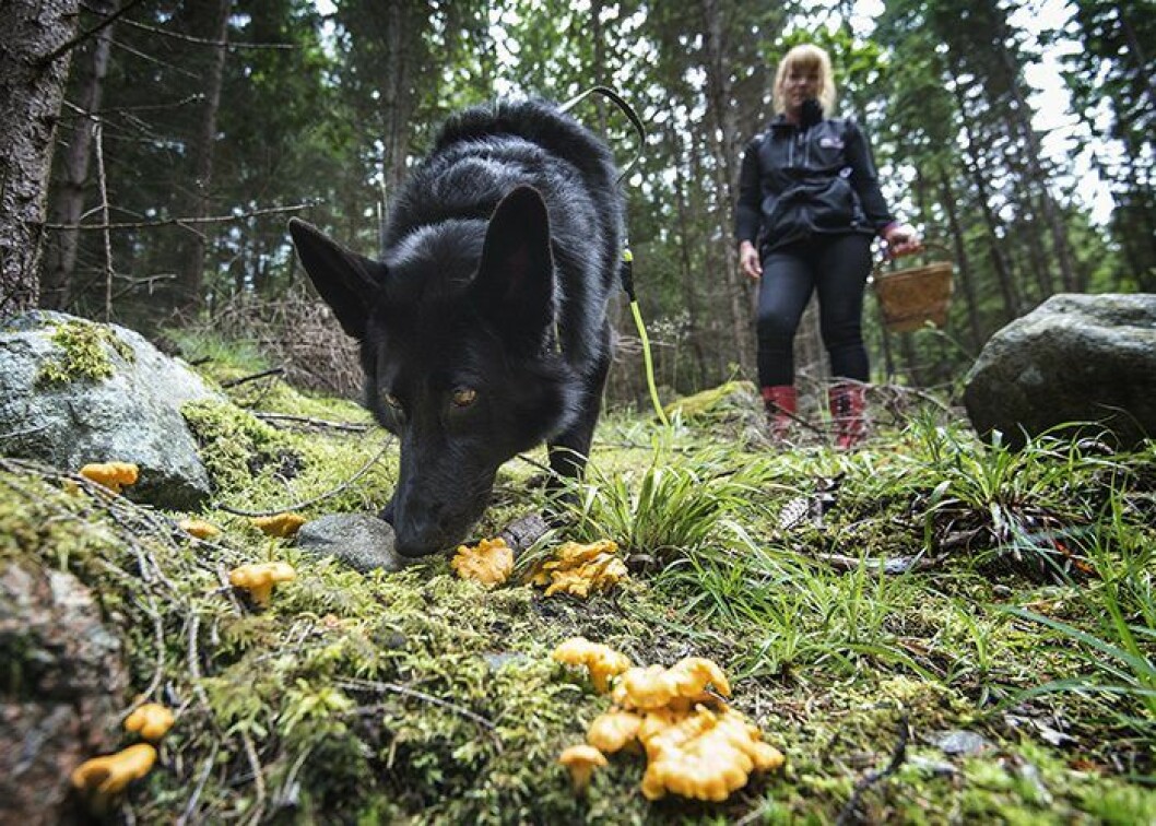 Med lite intensiv träning kan du lära din hund att hitta kantareller otroligt fort!