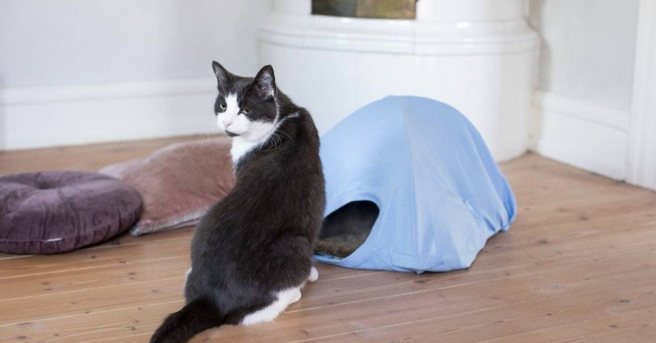 Katt med eget tält
