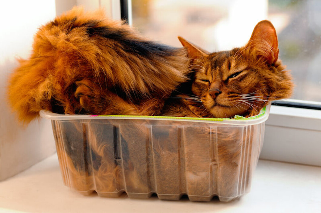 Katt-i-kruka
