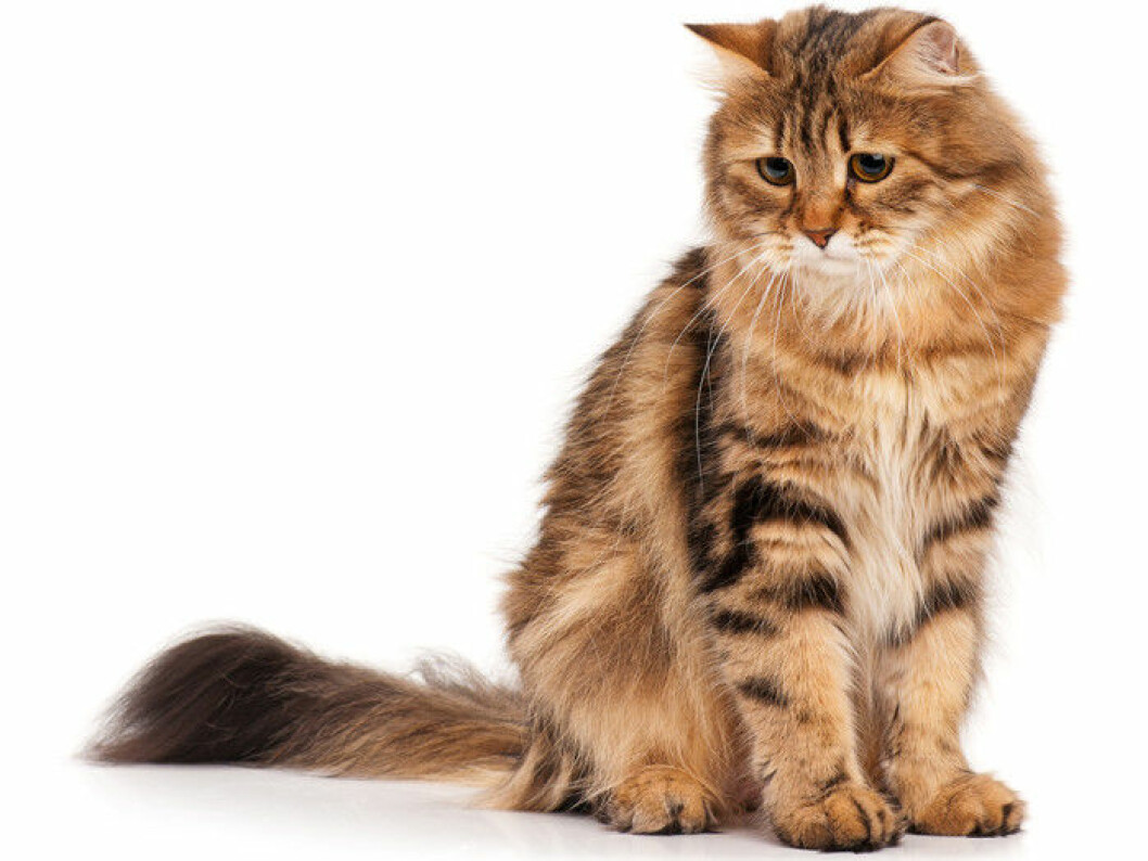 katten