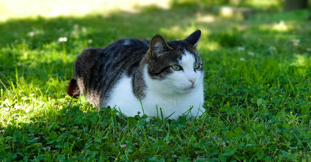 Katten bör ha tillgång till skugga och svalka både ute och inne. Foto: TT Katten vill ha skugga varma dagar