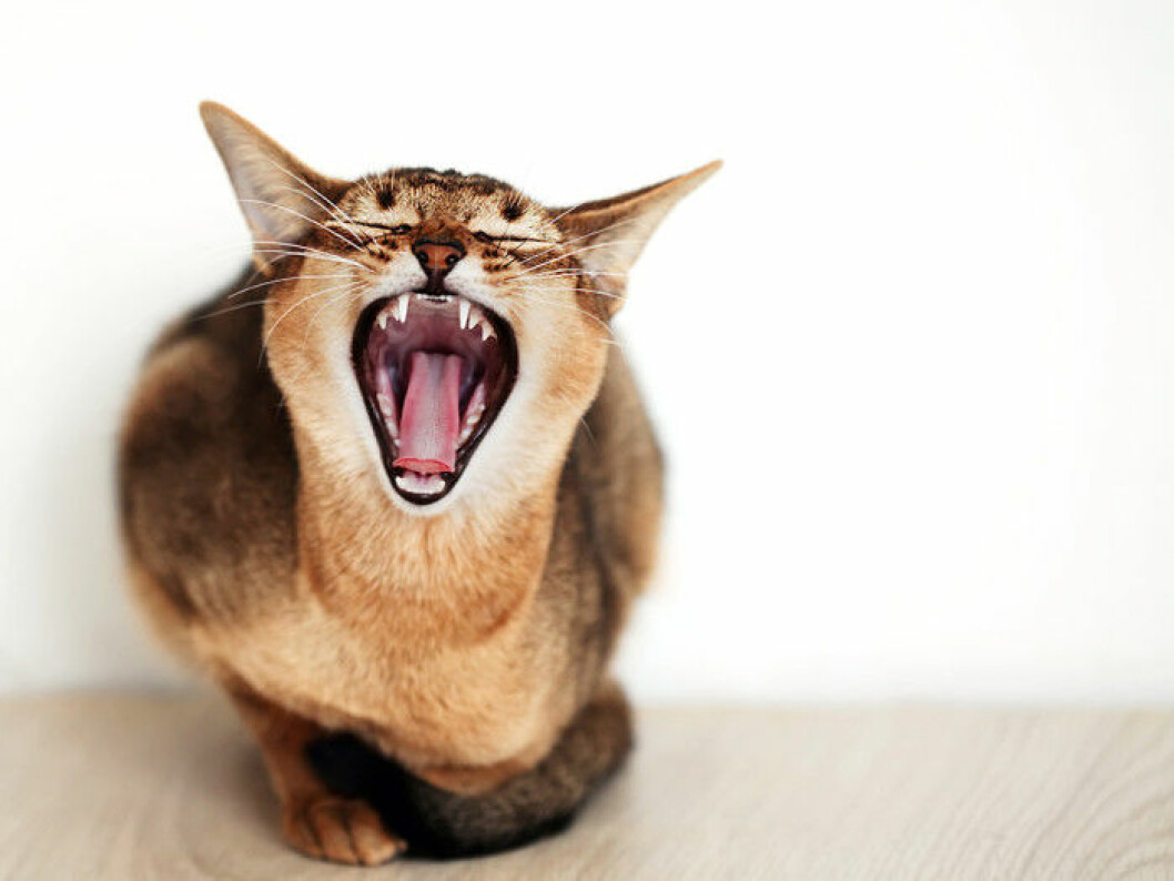 kattsprak