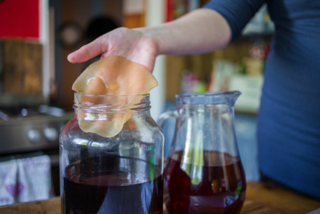 En scoby, eller så kallad kombucha-mamma. Foto: Shutterstock