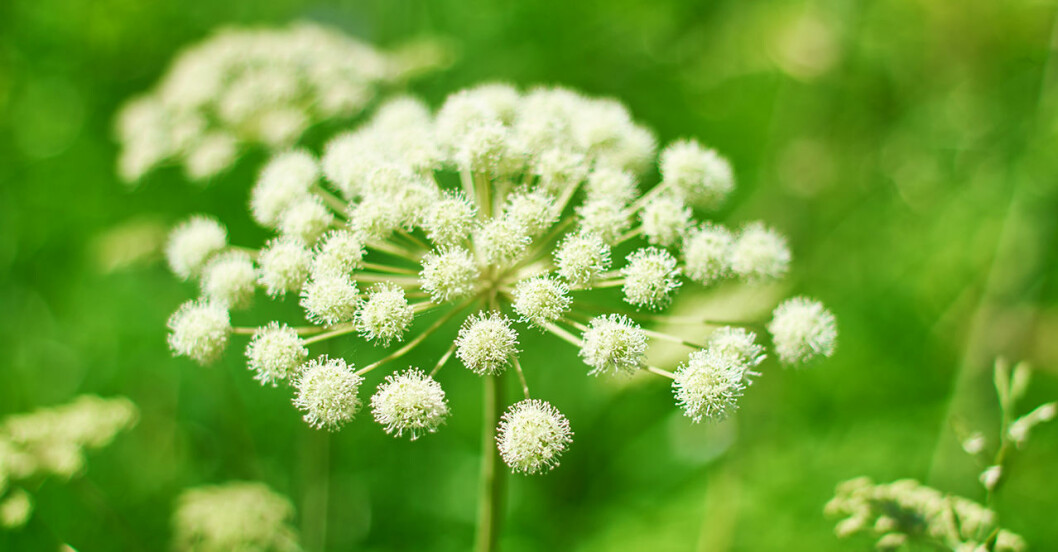 Kvanne växer vilt i fjällen. Lätt att fröså i skuggiga lägen. blommande kvanne