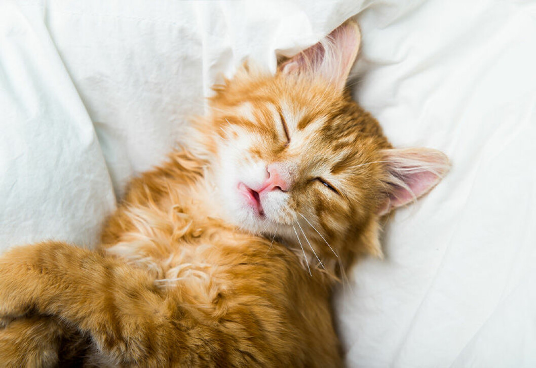 lugn katt