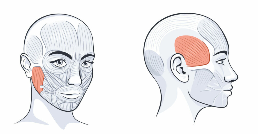 Masseter och temporalis – två muskler där det ofta finns spänningar. Illustration över musklerna masseter och temporalis