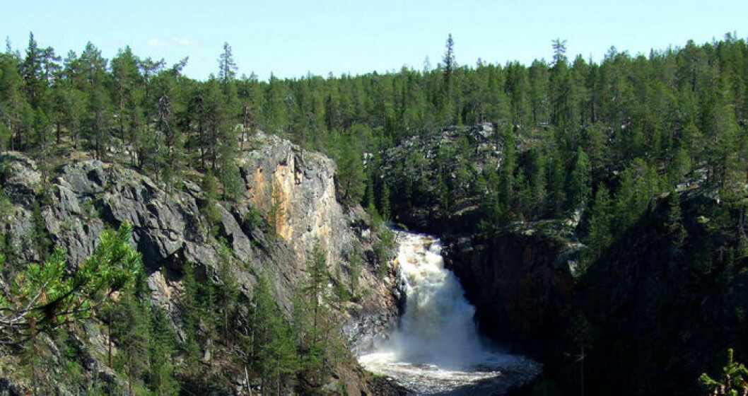 Foto: Sverigesnationalparker.se Muddusfallet i Lappland.