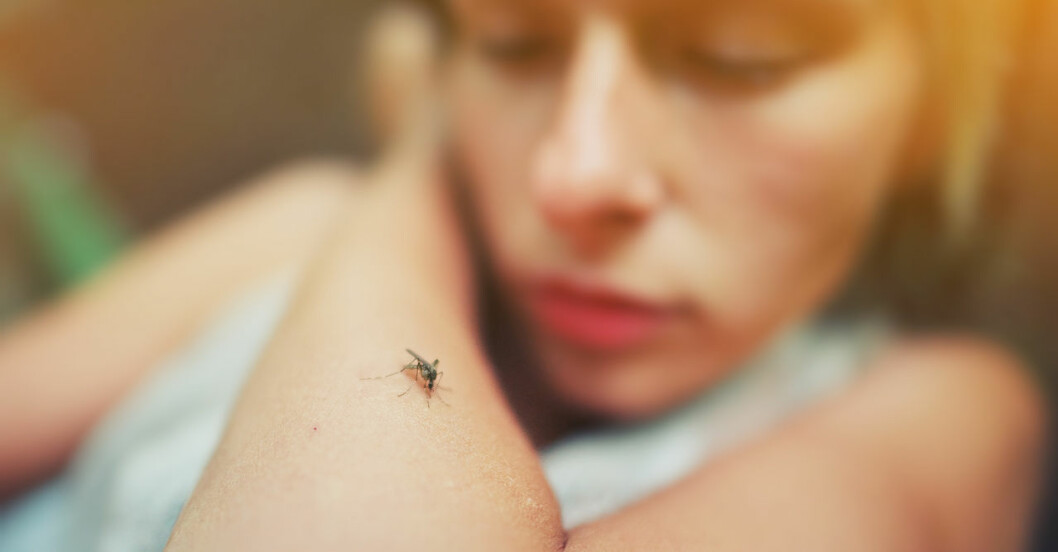 Därför väljer myggen dig.