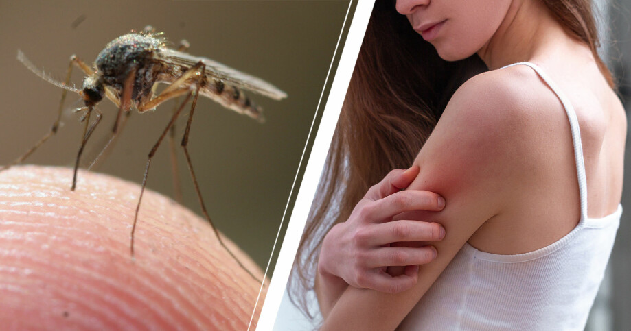 Till vänster: En mygga. Höger: En tjej som kliar på sin arm.