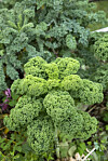 Broccolin är rik på C-vitamin och bjuder dessutom på flera andra antioxidanter. Broccoli.