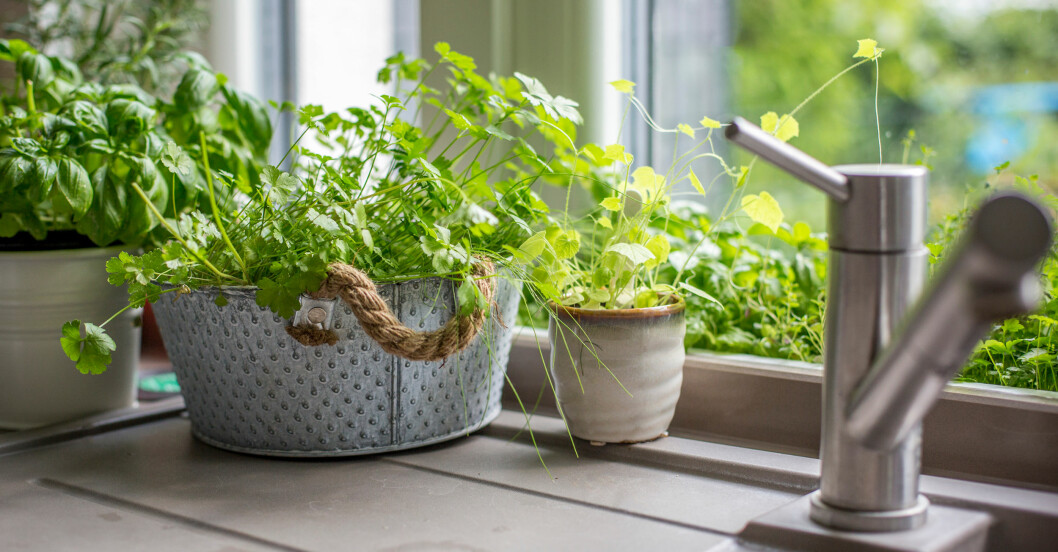 odlar plantor hemma i köksfönstret