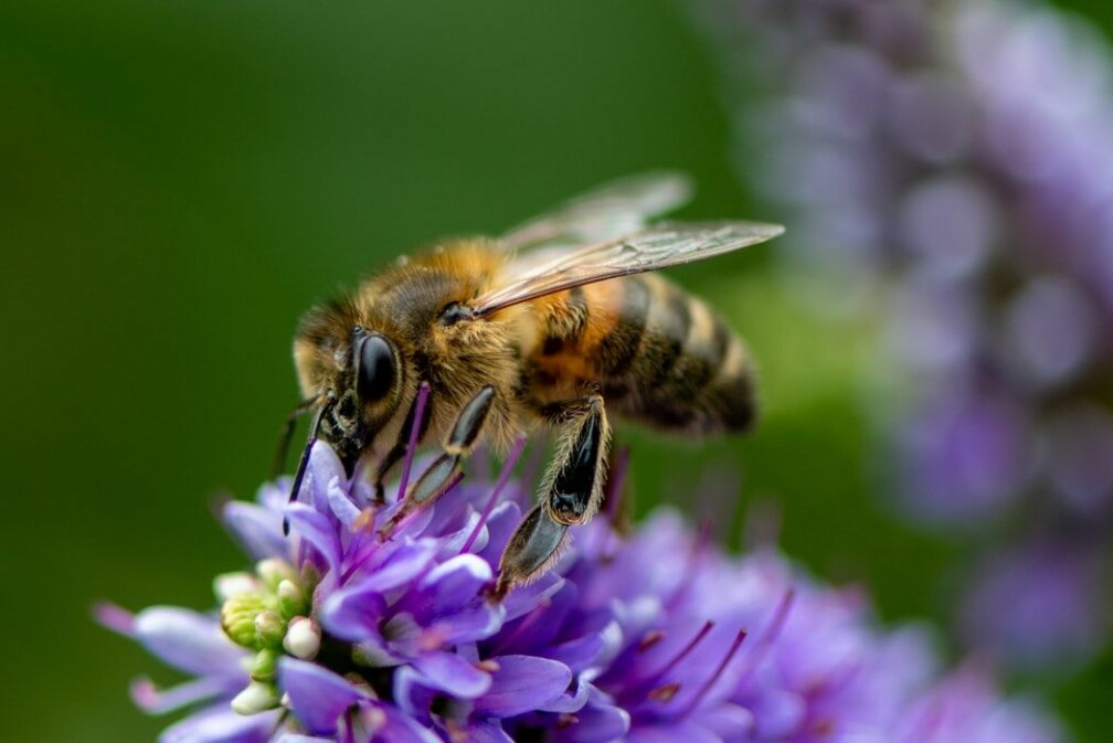 bi som pollinerar en blommaaa