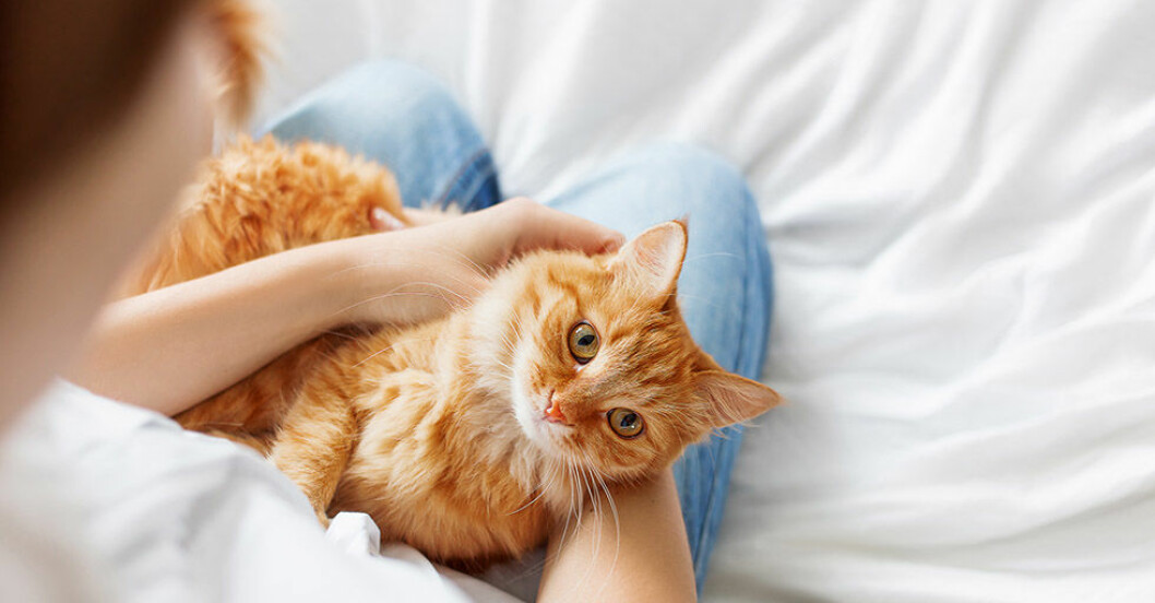 Forskning: Därför är det hälsosamt att prata med sin katt