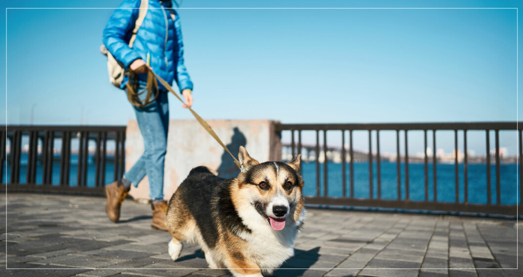 Kvinna ute och går med sin hund.