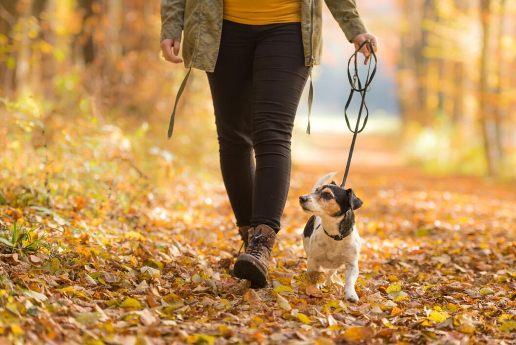 Promenader – och hundkel – hjälper dig att höja humöret. Promenader höjer humöret i höst