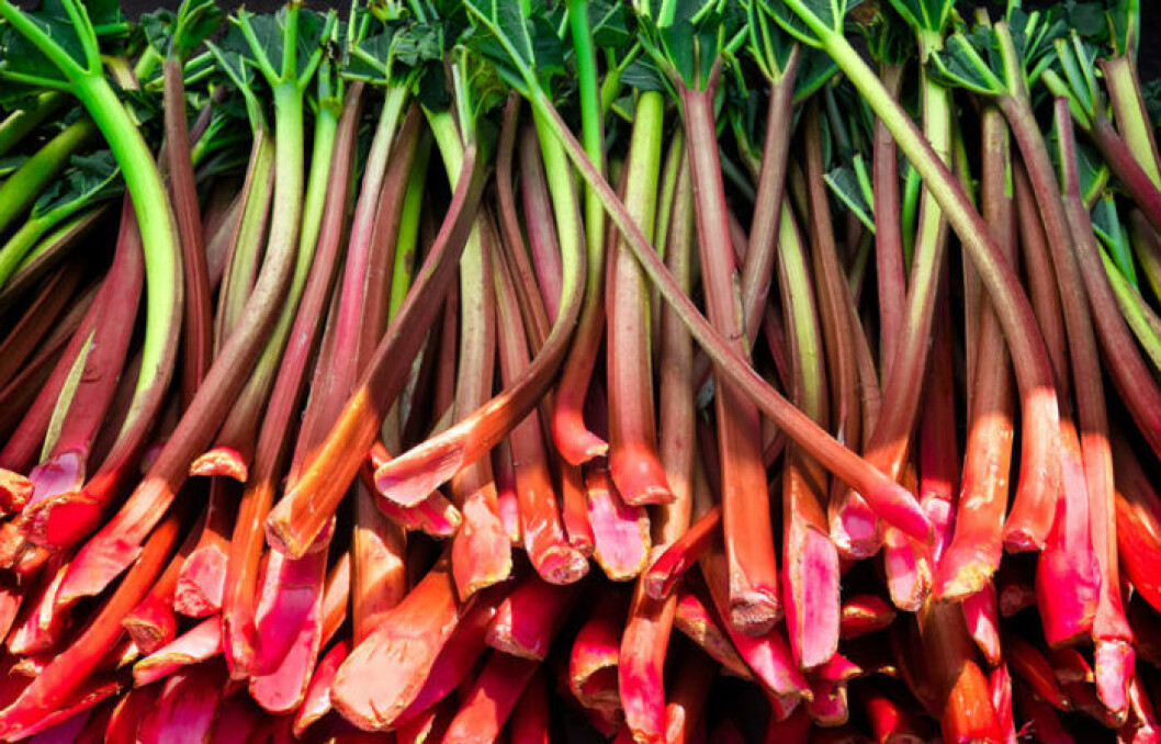 Rabarber. Bild: Shutterstock/IBL Bildbyrå Rabarber. Bild: Shutterstock/IBL Bildbyrå