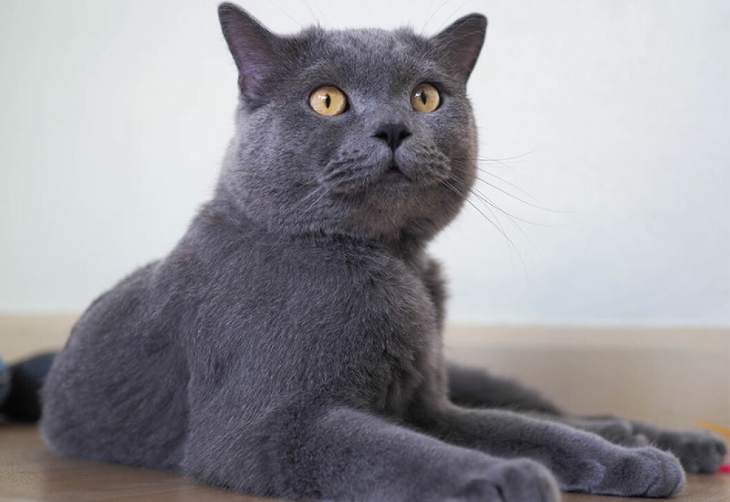 rädd katt