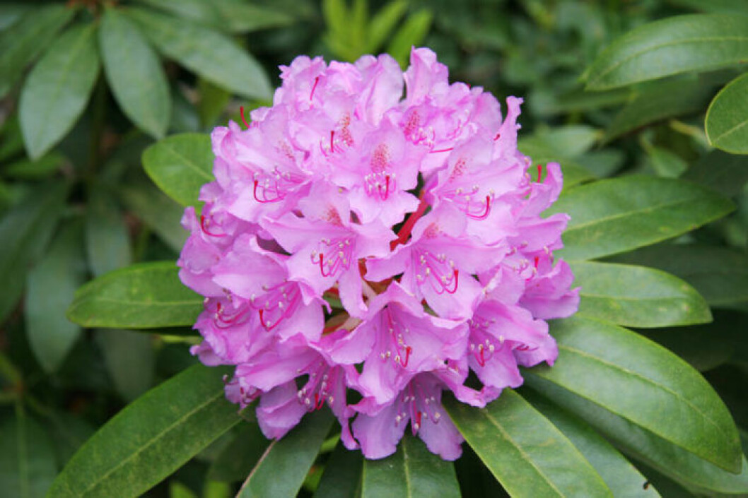 Rododendron. Bild: IBL Bildbyrå Rododendron. Bild: IBL Bildbyrå