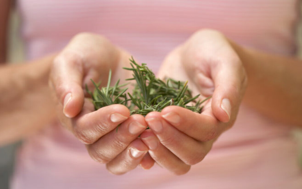 Doften av rosmarin kan förbättra minnet visar ny forskning! Foto: Thinkstock
