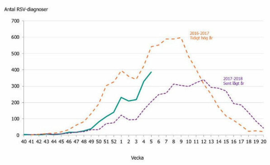 Diagram över RS-virusfall de senaste åren, där den gröna linjen är årets säsong. Källa: Folkhälsomyndigheten