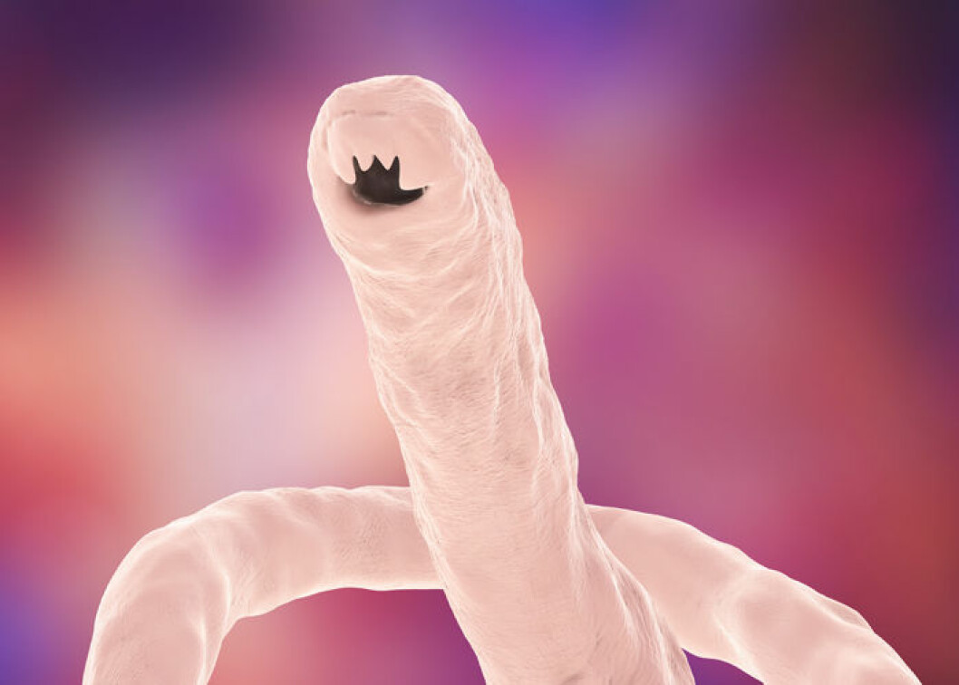 Hakmasken Ancylostoma caninum. Foto: IBL