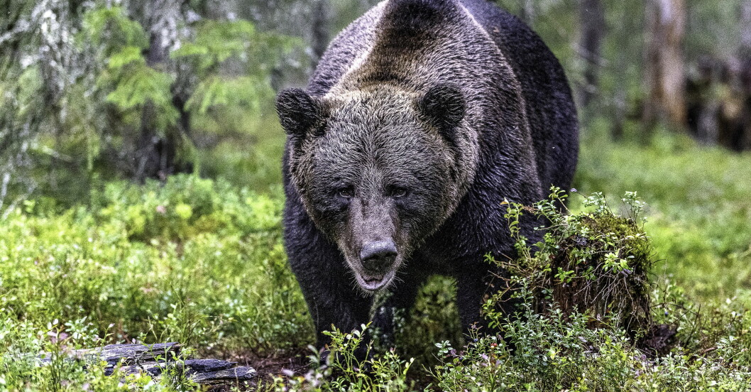 Björnen ser ofta dig innan du sett den, och drar sig tillbaka.<span class=" italic" data-lab-italic_desktop="italic"><br class="">Foto: Ola Jennersten/TT.</span> Brunbjörn