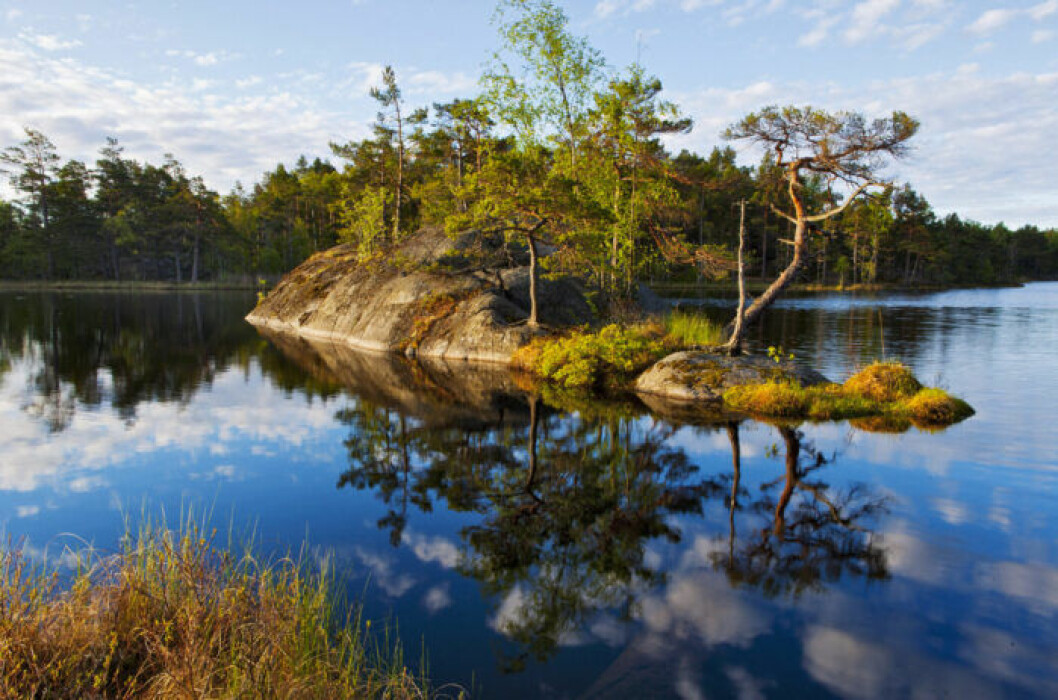 Slå upp tältet eller bara gå runt fina Årsjön i Tyresta nationalpark. Tyresta National Park Outside Stockholm