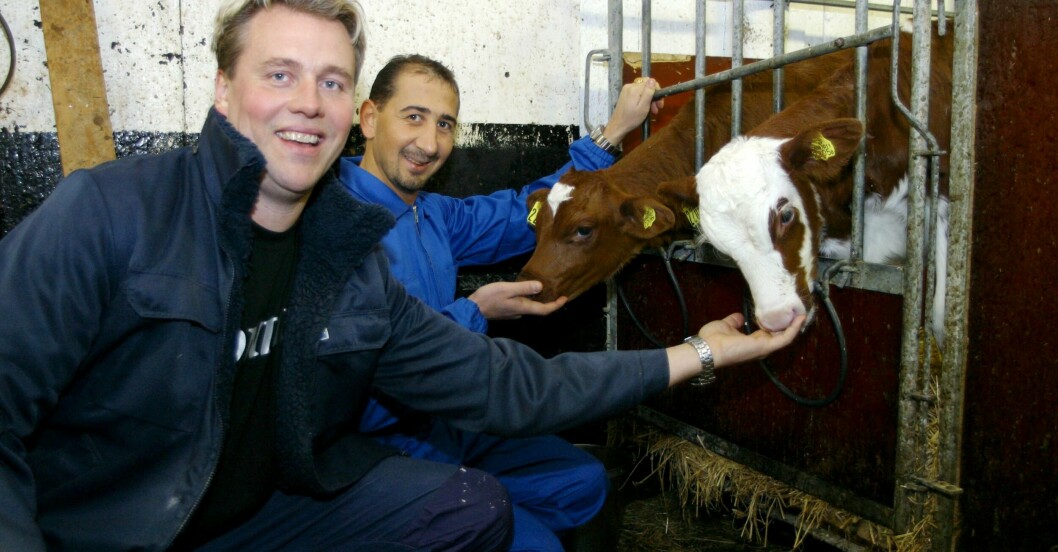 Blondie och Özcan blev så populära att de fick två kor uppkallade efter sig. Blondie och Özcan blev så populära att de fick två kor uppkallade efter sig.
